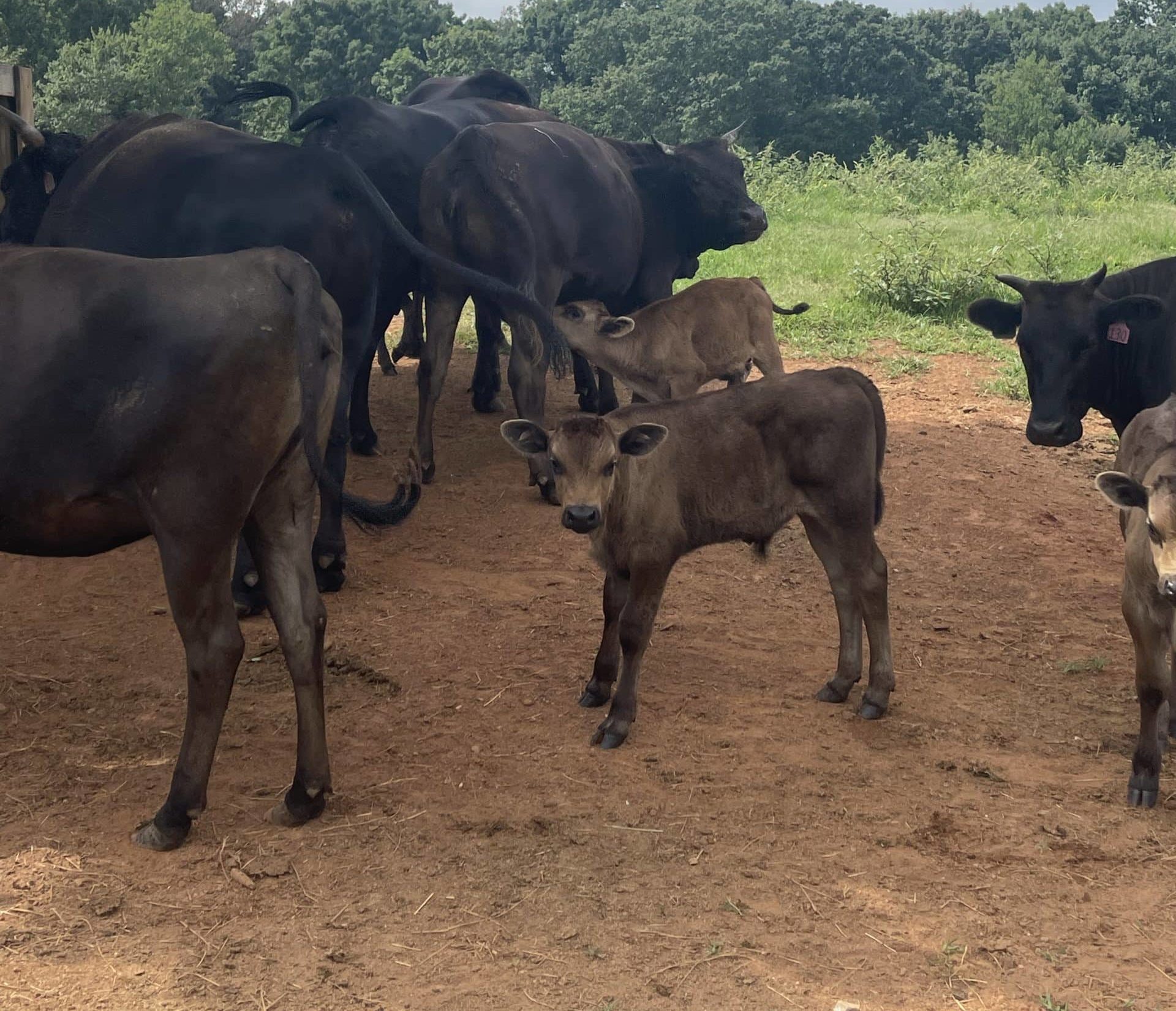 A herd of calves and cows stand in a field with a single calve looking at the camera in the middle.