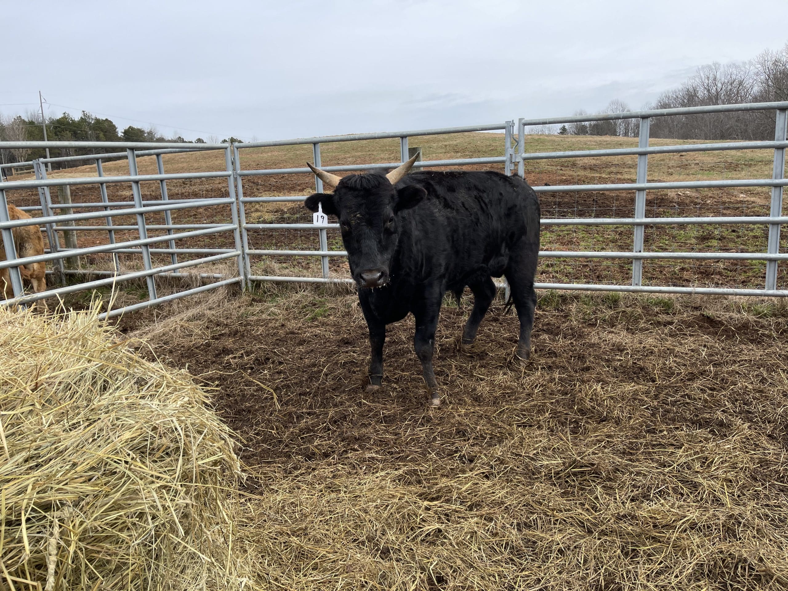 A single Wagyu bull stands in an isolation pen with hay in the foreground.