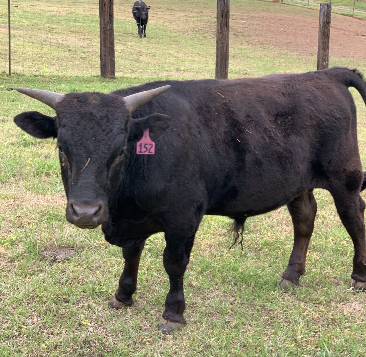 A Wagyu bull stares at the camera while standing in a pasture.